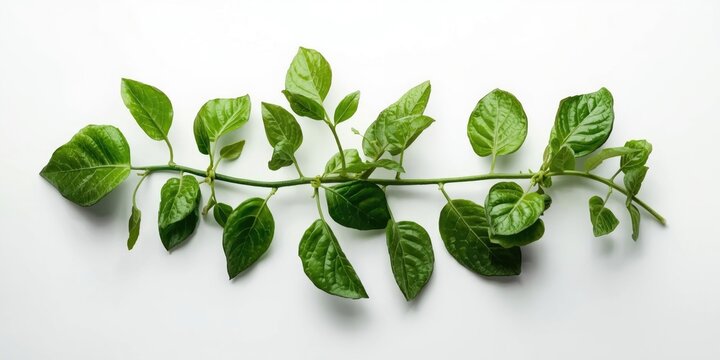 Bean plant with lush leaves on a spotless white backdrop