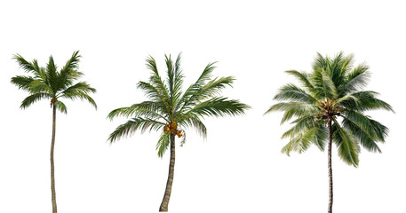 Fototapeta premium Coconut trees in different stems, Isolated on transparent background