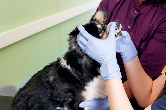 A female veterinarian in purple scrubs checks a dog's teeth. She holds its mouth open to inspect its oral health in a clinic