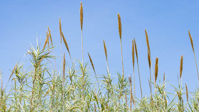 Arundo donax giant reed grass plumes swaying against clear blue summer sky, natural background with copy space