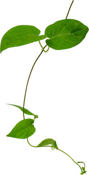 Fresh green sembukan or skunkvine leaf (Paederia foetida) isolated on transparent background, PNG.