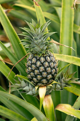 Fototapeta premium pineapple on the tree
