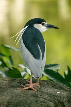 black crowned night heron