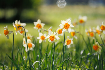 Fototapeta premium Bicolor narcissus flowers with white petals and vivid orange cups blooming in a sunny garden meadow, shallow depth of field and soft green bokeh background