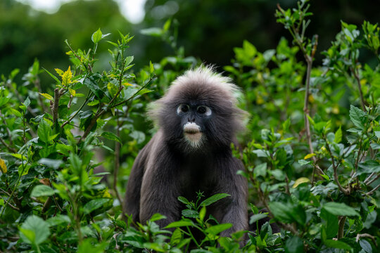 Langur &agrave; lunettes ou langur sombre de Langkawi en Malaisie.