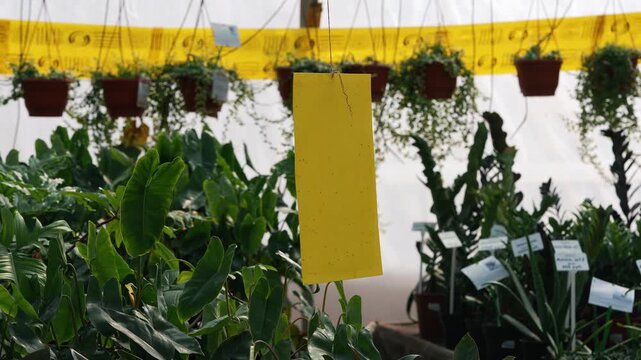 Bright yellow sticky trap covered in captured insects hanging among lush houseplants in a commercial greenhouse, slowly spinning to demonstrate organic pest control methods