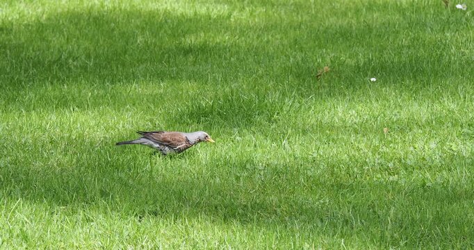 A fieldfare (Tudus pilaris) hopping across a green lawn, stand erect and gaze around before pecking here and there in the grass, eating worms and  insects
