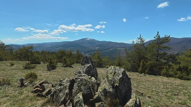 Green pines dot a sunlit, grassy hillside. Mount Goc, Ljukten peak. Balkans, Serbia