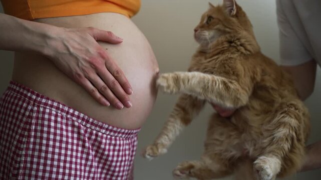 Curious fluffy ginger cat carefully approaching, touching, and sniffing the bare belly of a pregnant woman, showcasing a tender moment of connection between a pet and an unborn baby
