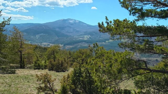 Pine tree stands tall, reaching for blue sky. Mount Goc, Ljukten peak. Balkans, Serbia