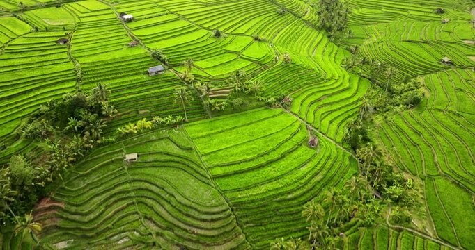 Lush green Jatiluwih rice terraces in Bali, intricate layered paddies, winding paths and water channels that highlight sustainable rural africulture, scenic tropical farming and culture. Aerial view