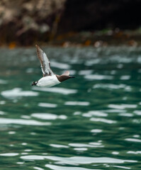 Naklejka premium Puffins flying around the sea off Skomer Island