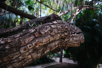 Fototapeta premium close-up of tree bark texture