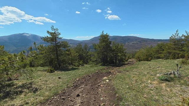 Sunlit trail winds through pine trees. Mount Goc, Ljukten peak. Balkans, Serbia