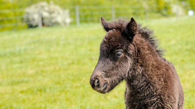 Portrait of a cute dark brown Icelandic horse foal on a green spring pasture 
