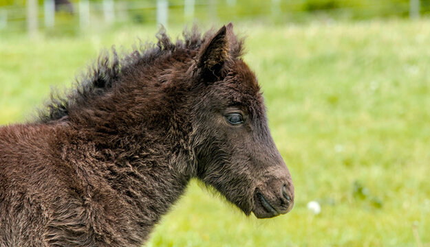 Portrait of a cute dark brown Icelandic horse foal on a green spring pasture 
