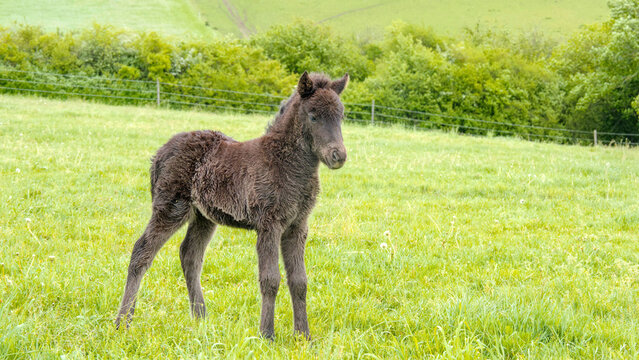 Portrait of a cute dark brown Icelandic horse foal on a green spring pasture 
