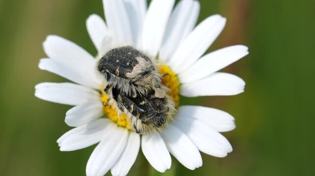 Close-up of couple of hairy beetle Tropinota hirta mating on a chamomilla flower moved by the wind