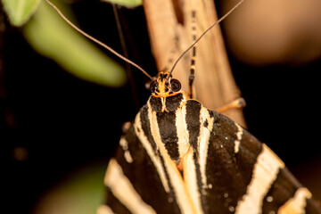 Jersey Tiger Moth Euplagia quadripunctaria © Mondo