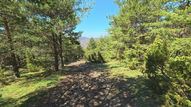 Sunlit path winds through dense pine forest. Mount Goc, Ljukten peak. Balkans, Serbia
