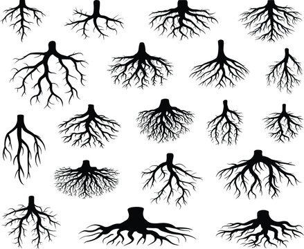 Pitch black solid silhouette of tree roots set on white background for landscape design cad drawing flat vector illustration