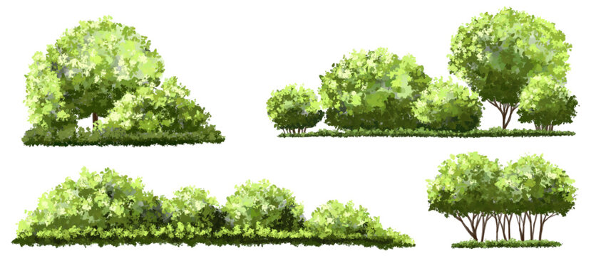 	
Vector watercolor of tree side view isolated on white background for landscape and architecture drawing, elements for environment and garden, painting botanical for section