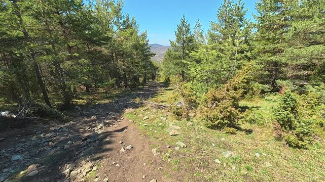 Sunlight filters through pine trees. Mount Goc, Ljukten peak. Balkans, Serbia