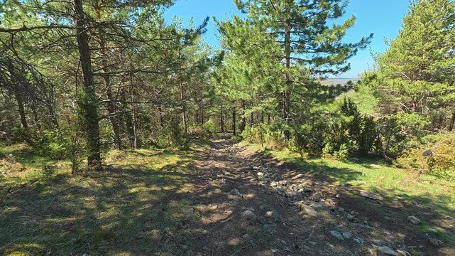 Sunlight filters through tall pine trees. Mount Goc, Ljukten peak. Balkans, Serbia