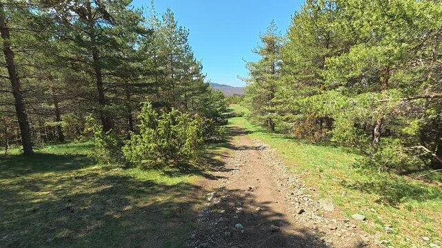 Sunlight filters through tall pine trees. Mount Goc, Ljukten peak. Balkans, Serbia