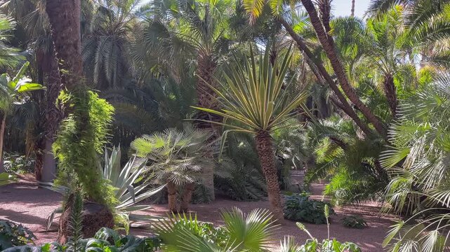 Vibrant cactus garden in Majorelle Gardens Marrakech featuring agave, golden barrel cactus, prickly pear, and tall euphorbia under lush desert landscape