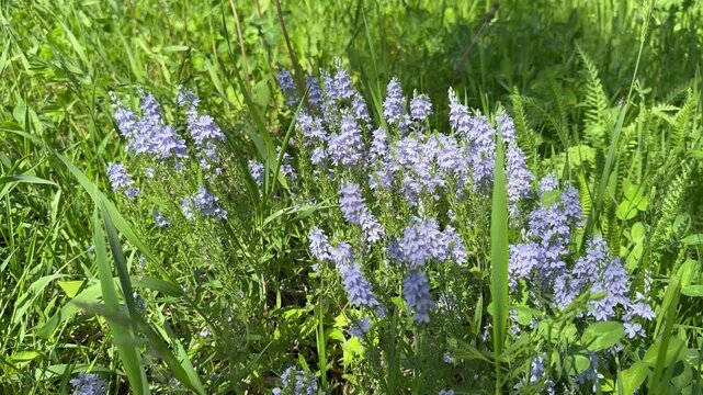 Veronica prostrata Speedwell blue purple wildflowers in grass.