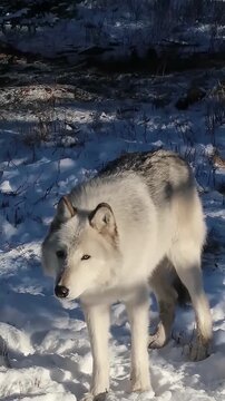 Close Up of Wolf Dog in Snowy Mountains, Canadian Rockies