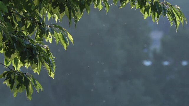 Old Willow Tree at Lake Shore with Swarm of Insects in Golden Light - 4K Static Shot