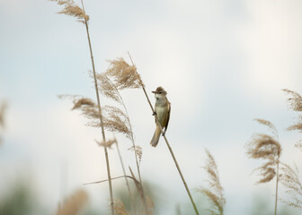 Small reed warbler bird perching on a cane stem © viktoriya89