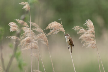Small reed warbler bird perching on a cane stem © viktoriya89