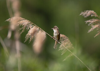 Small reed warbler bird perching on a cane stem © viktoriya89