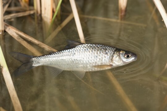 Small silver fish floating near reeds in shallow murky freshwater pond margin