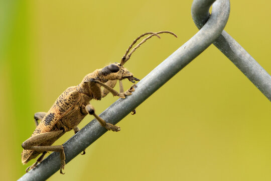 black-spotted longhorn beetle