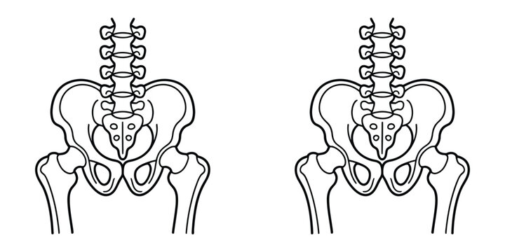 Human pelvic bone anatomy line drawing vector illustration set