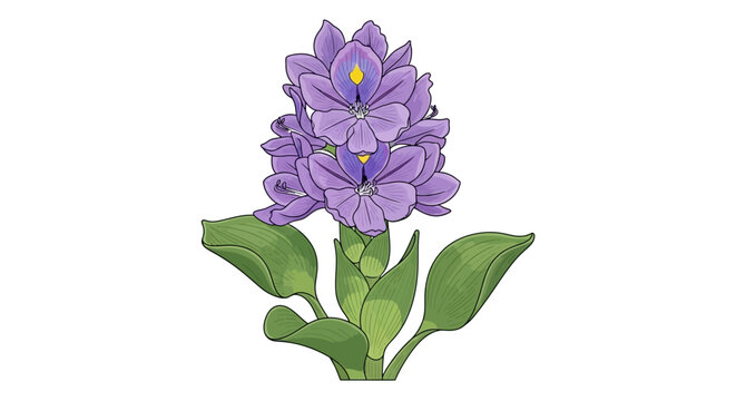 Illustration of a purple water hyacinth flower with green leaves.