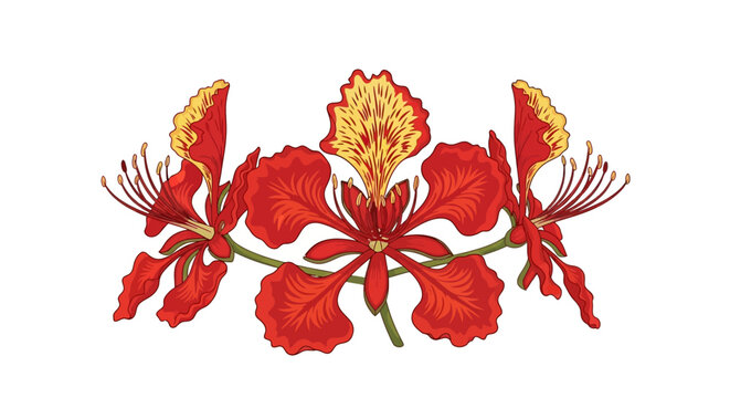 Close-up of a red flamboyant flower with yellow accents.