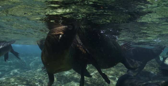 A wild sea lion diving and swimming beneath the water surface in its natural marine habitat