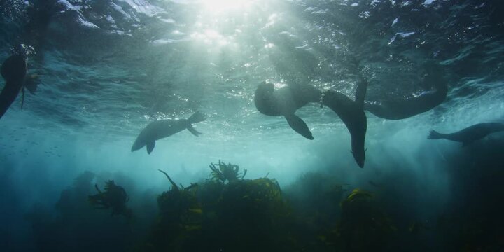 A pod of wild dolphins swimming underwater near the ocean surface with beautiful sun rays filtering through