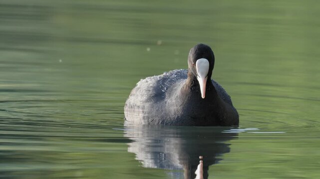Eurasian Coot Shaking Off Water from Feathers - 4K Slow Motion