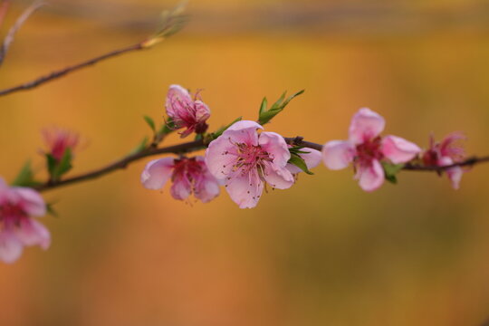 fiori di pesco in primavera al tramonto