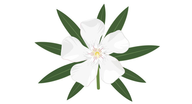 White oleander flower with green leaves on a white background