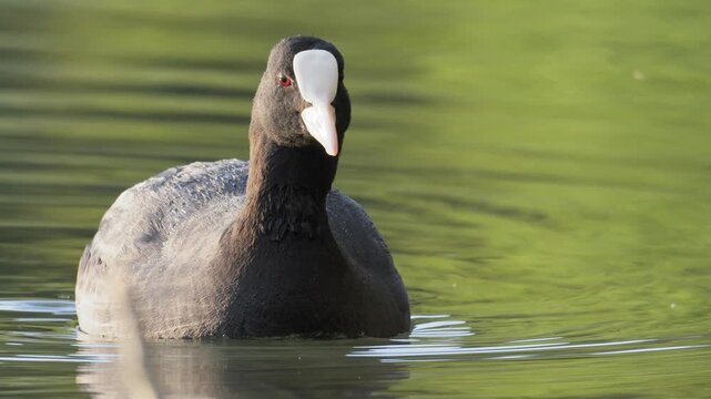 Eurasian Coot Swimming Calmly on Placid Water - 4K Slow Motion