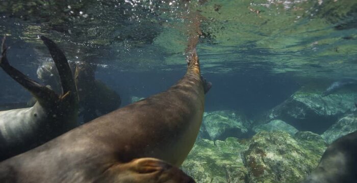 Playful sea lions swimming and diving underwater near the surface in clear ocean water