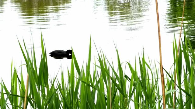 Wild black coot bird swimming in a pond, seen through green grass.
