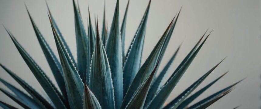Agave Kissho Kan plant showing rapid drought tolerant development and longevity
